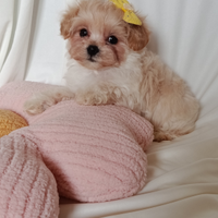 Maltipoo mini taglia piccolissima