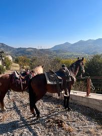Tolfetano documenti APA