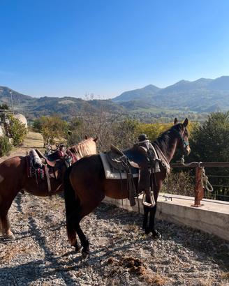 Tolfetano documenti APA