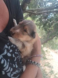 Cuccioli di pastore scozzese