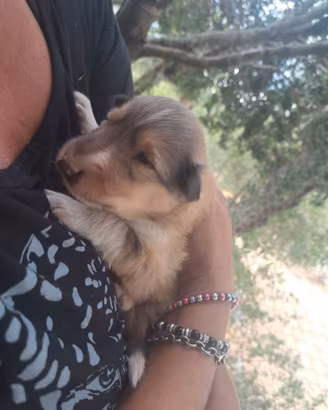 Cuccioli di pastore scozzese
