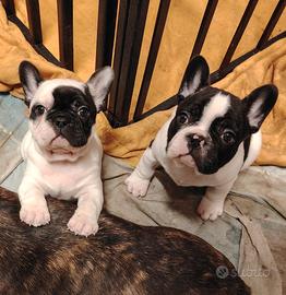 Bulldog con pedigree ukc