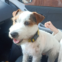 Jack Russell per monta accoppiamento