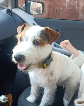 Jack Russell per monta accoppiamento