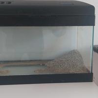 Acquario