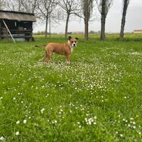 Amstaff maschio disponibile x monta