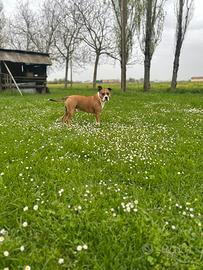 Amstaff maschio disponibile x monta