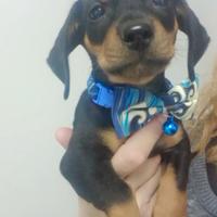 Cucciolo di bassotto nano