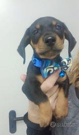 Cucciolo di bassotto nano