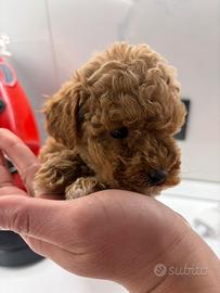 Barboncini toy minitoy e teacup