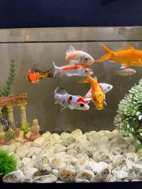 Carpe in blocco