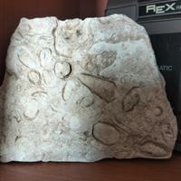 fermacarte millenario in pietra fossile 