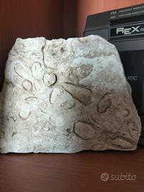 fermacarte millenario in pietra fossile 