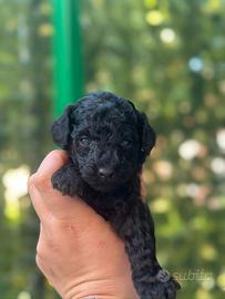 Barboncino nano nero