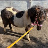 Mini Pony femmina pezzata