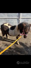 Mini Pony femmina pezzata