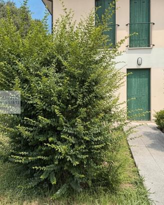 Mini appartamento al piano terra con giardino