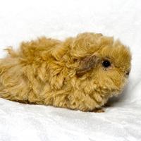 Cavie Alpaca razza selezionata