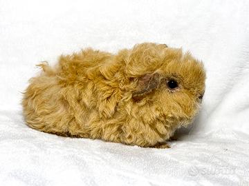 Cavie Alpaca razza selezionata