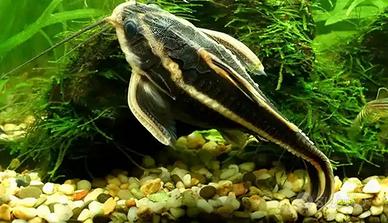 PESCI DA FONDO platydoras agamyxis banjo gibbiceps