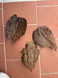 Foglie di catappa XL mandorlo indiano + omaggio