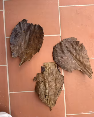 Foglie di catappa XL mandorlo indiano + omaggio