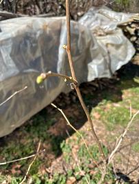 Ginkgo biloba in vaso