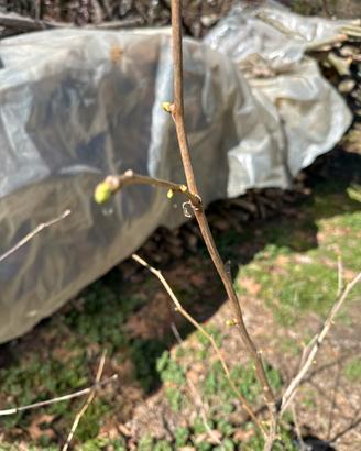 Ginkgo biloba in vaso