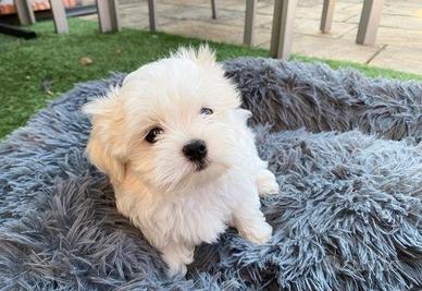 Cuccioli di Maltese