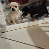 Chihuahua femmina tricolor