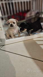 Chihuahua femmina tricolor