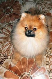 Pomerania x accoppiamento