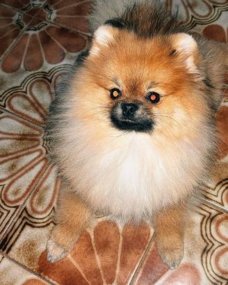 Pomerania x accoppiamento