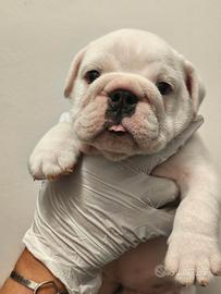 Bulldog inglese