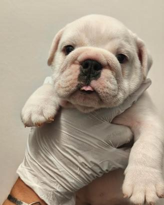 Bulldog inglese