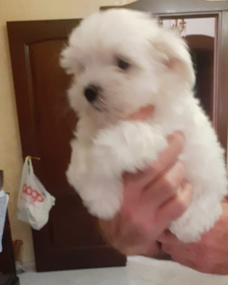 Cuccioli maltese