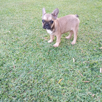 Bulldog francese femmina fulva