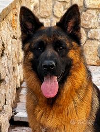 Pastore Tedesco monta