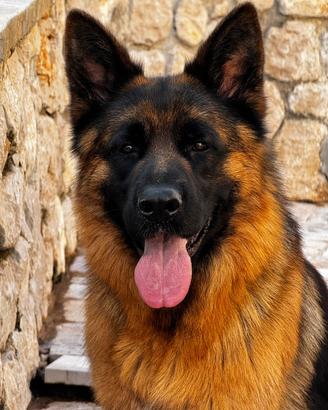 Pastore Tedesco monta