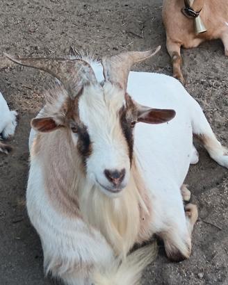 becco tibetano 