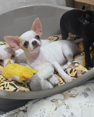Chihuahua
