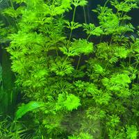 Sessiflora Limnophila pianta facile con omaggio