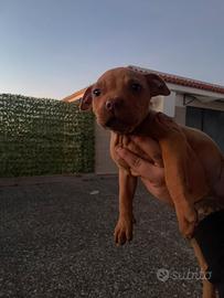 Cuccioli pitbull