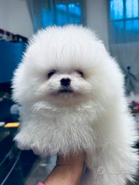 Spitz Tedesco Nano ( Pomerania)