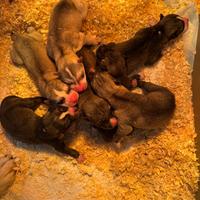 Husky che hanno il Pedigree disponibili