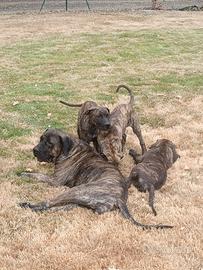 Perro da presa canario