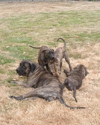 Perro da presa canario