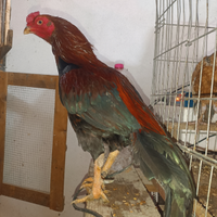 Aseel Mianwali