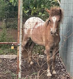 Pony femmina