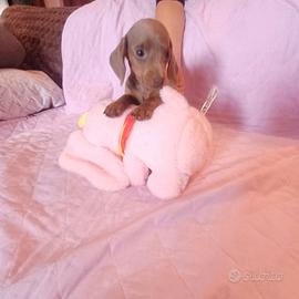 Cuccioli di bassotto Isabell